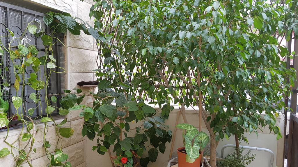 Zohar's Apartment Haifa